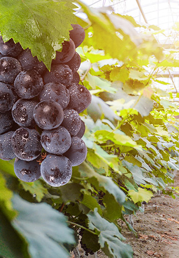 葡萄种植方案