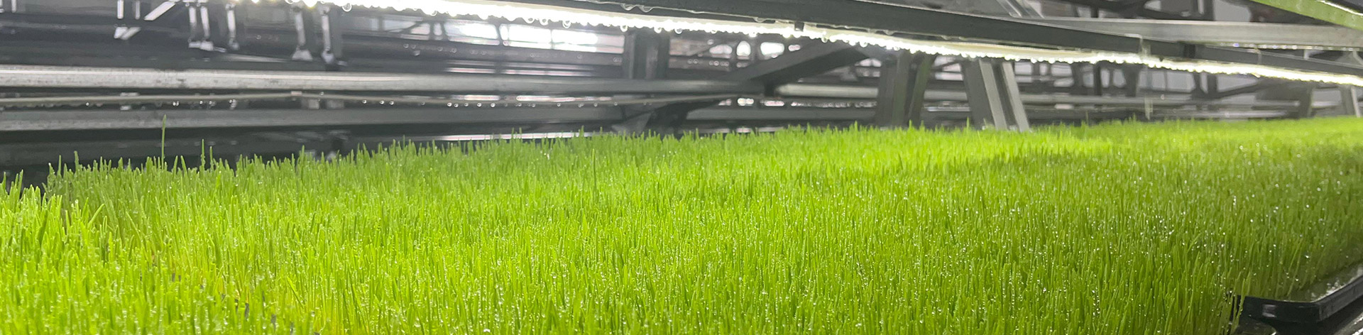 植物工厂